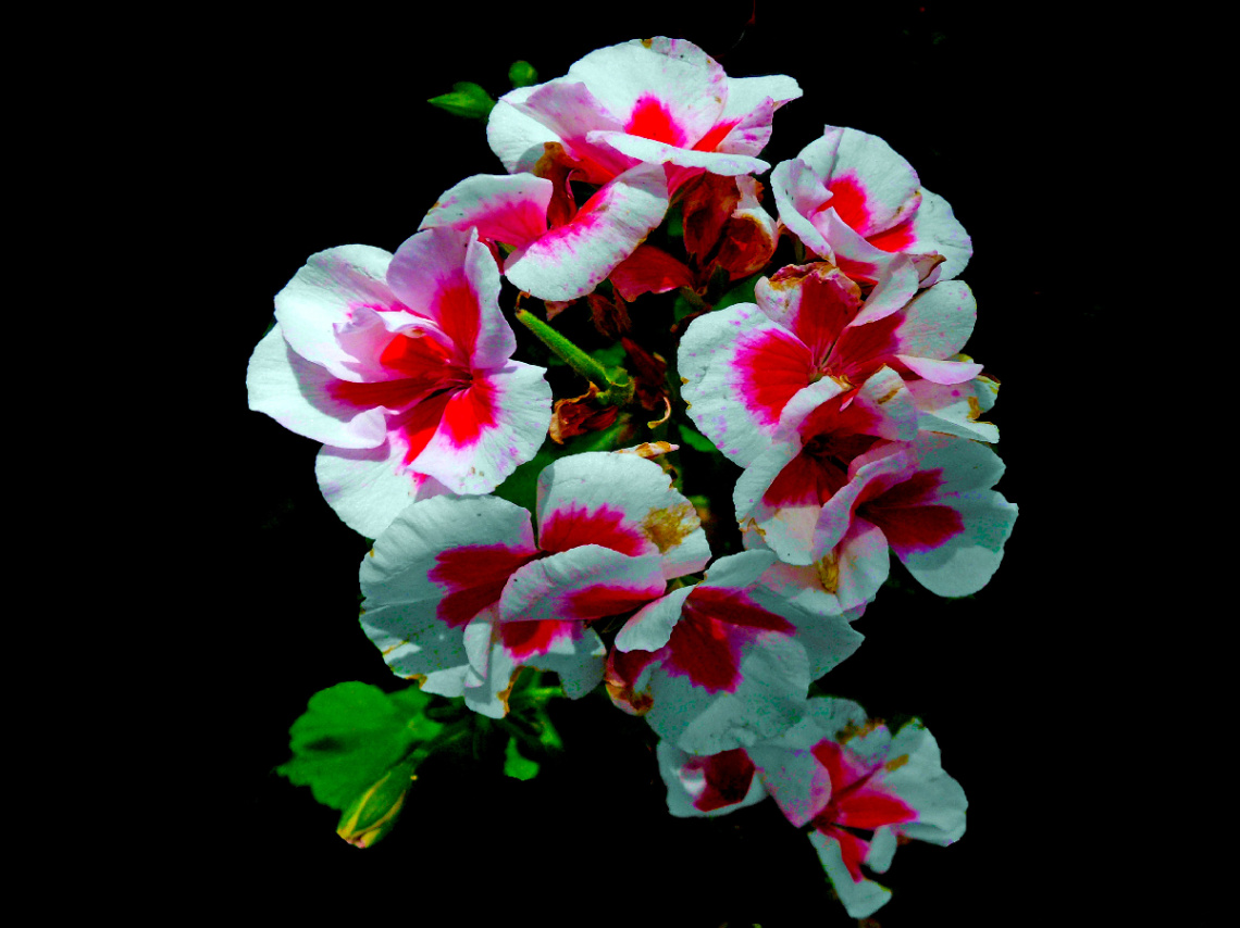 BLÜTEN