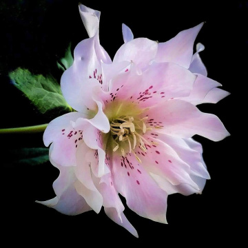 WINTER ROSE