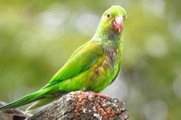 Periquito-verde