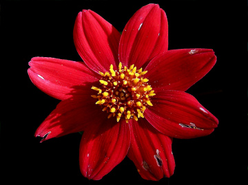 BLÜTE