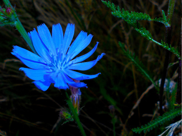 BLÜTE
