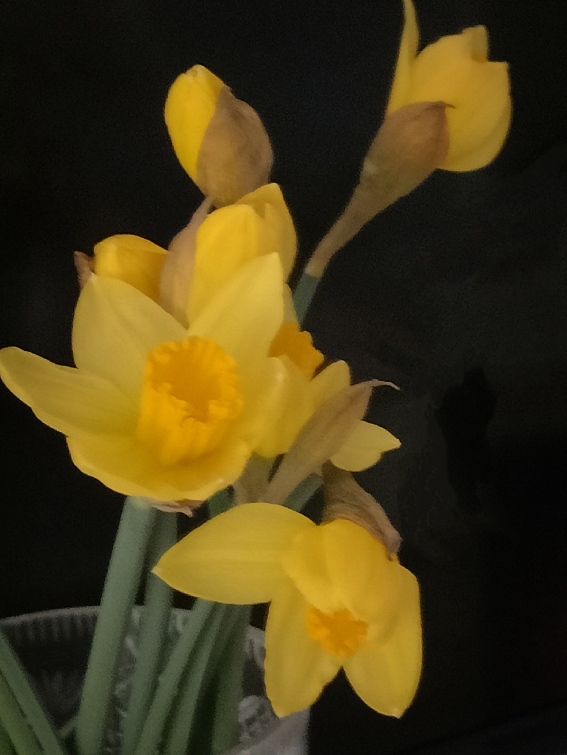 JONQUILS 
