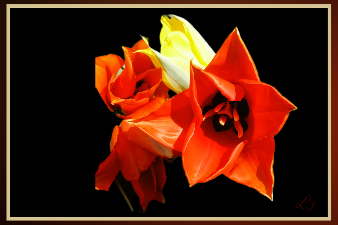 گواڑخ, Wild Tulip 