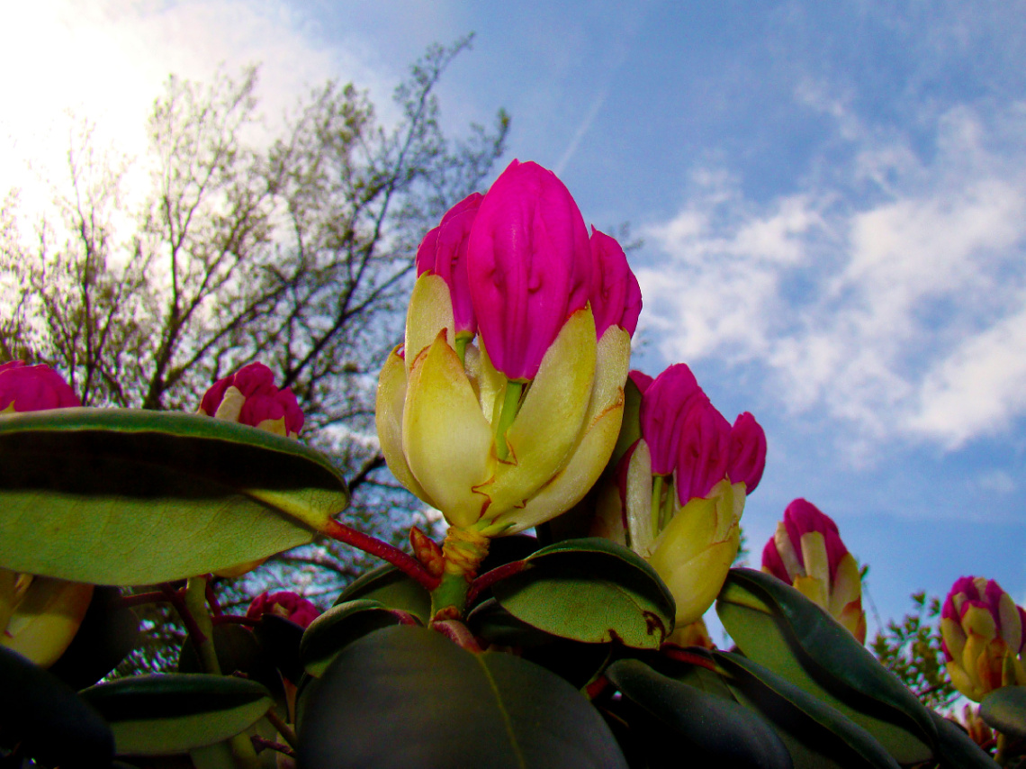 BLÜTEN