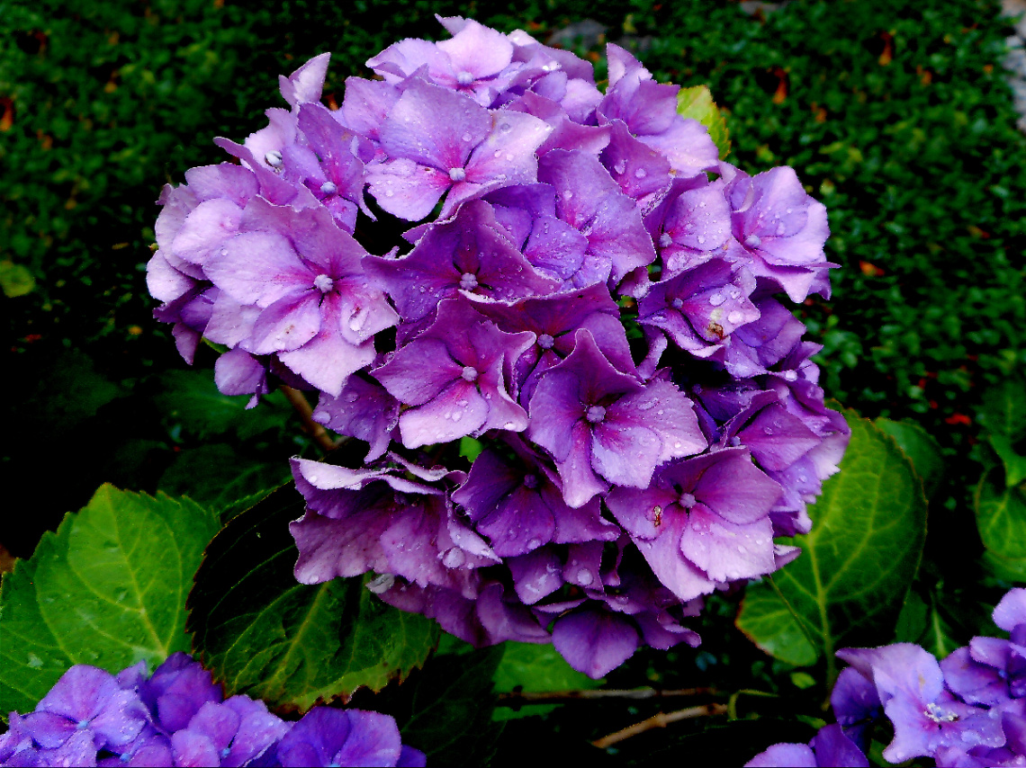 BLÜTEN