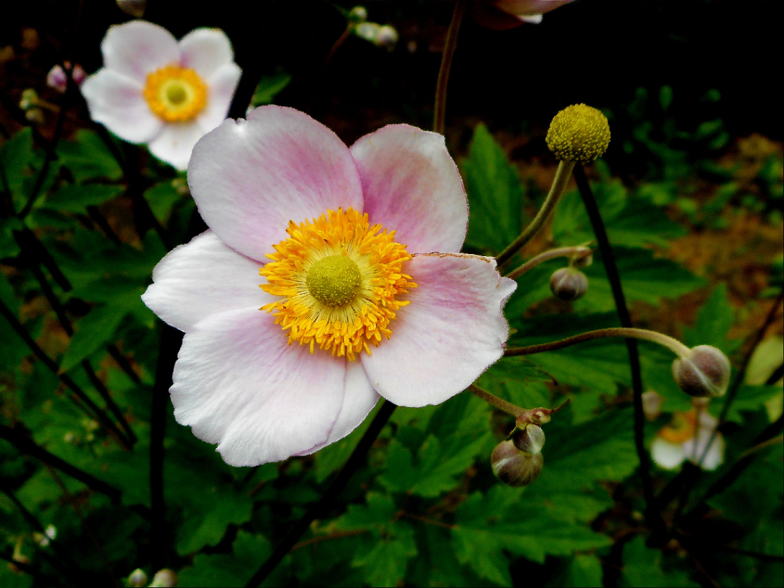 BLÜTEN