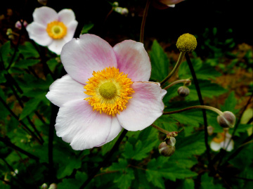 BLÜTEN