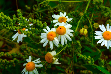 BLÜTEN