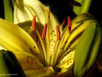 INSIDE THE LILIUM