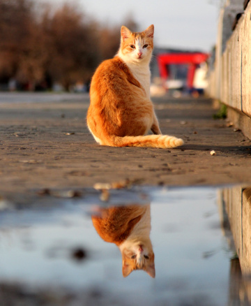 KEDİ