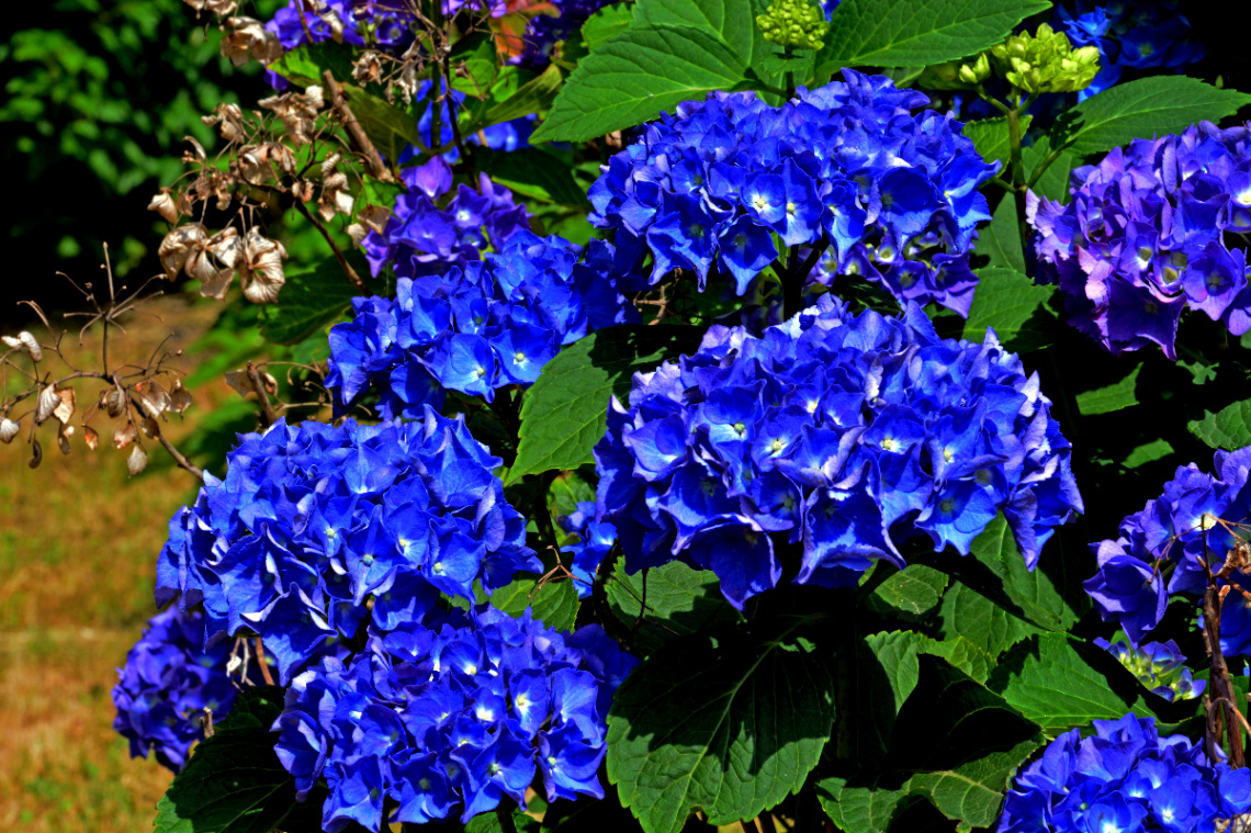 BLÜTEN