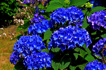 BLÜTEN