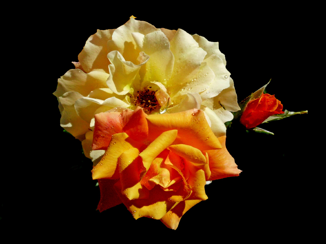 BLÜTEN