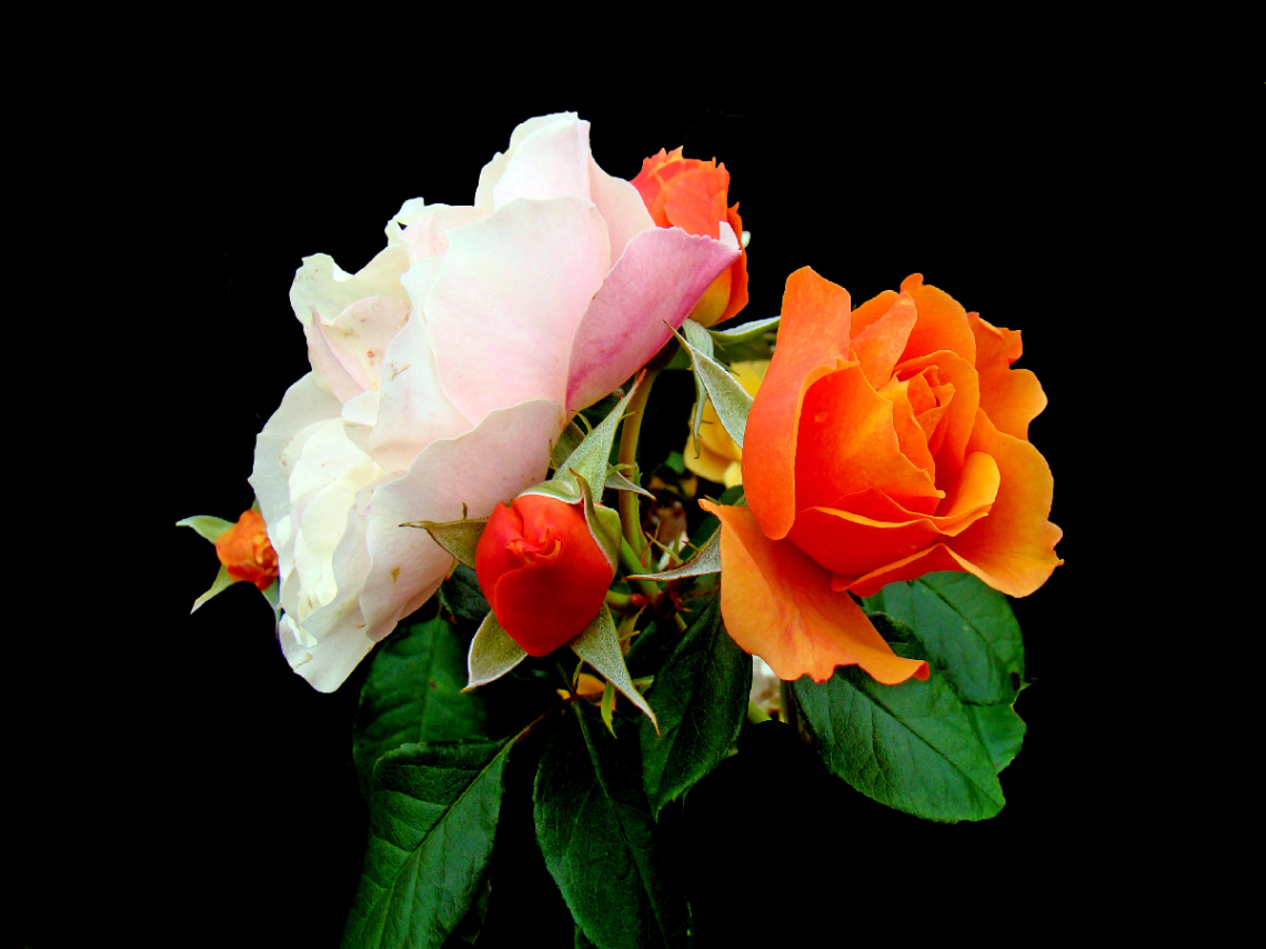 BLÜTEN
