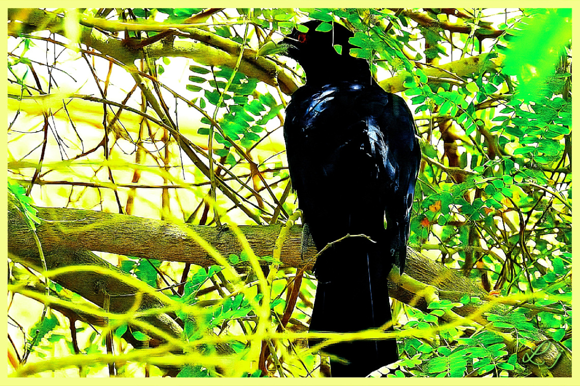 A Black bird.. 