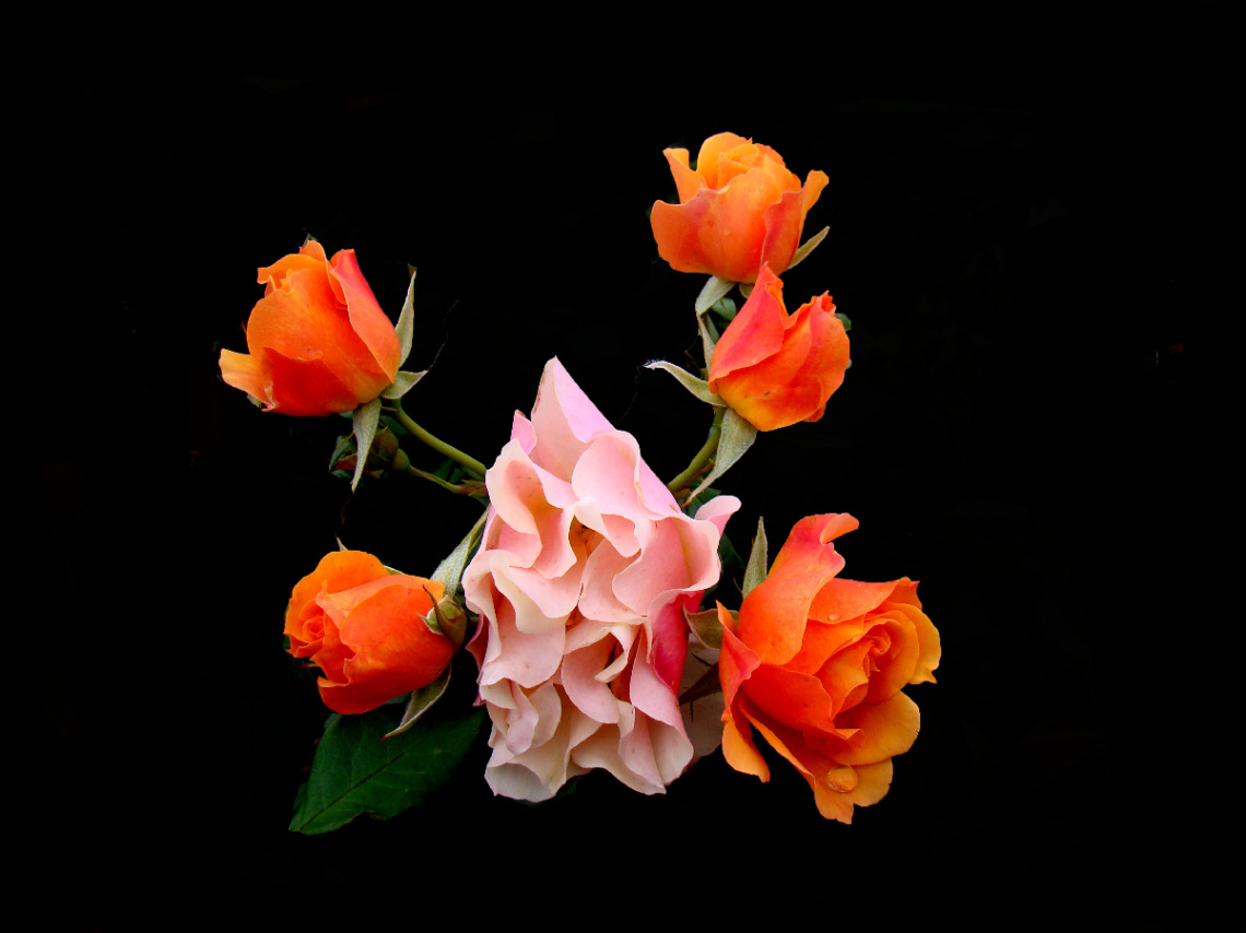 BLÜTEN