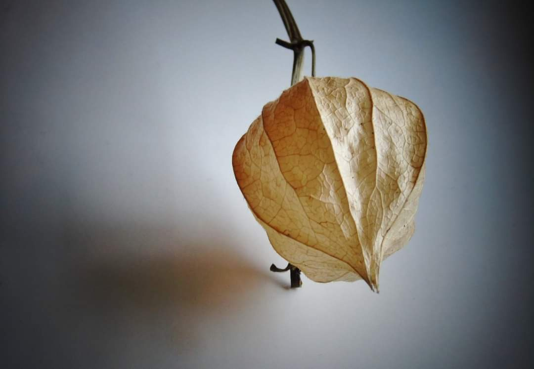 DRY PHYSALIS 