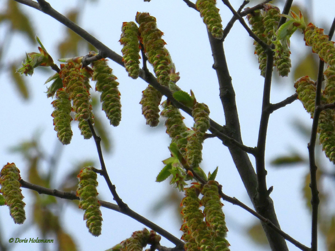 Nature sprouts