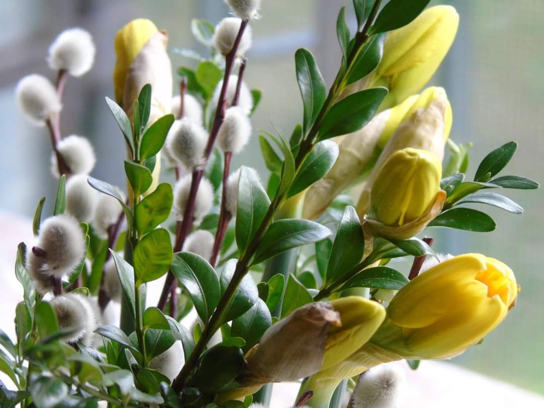 PUSSY WILLOW AND JONQUILS 