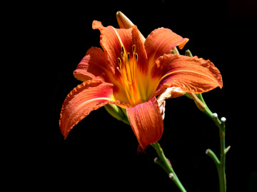 BLÜTE
