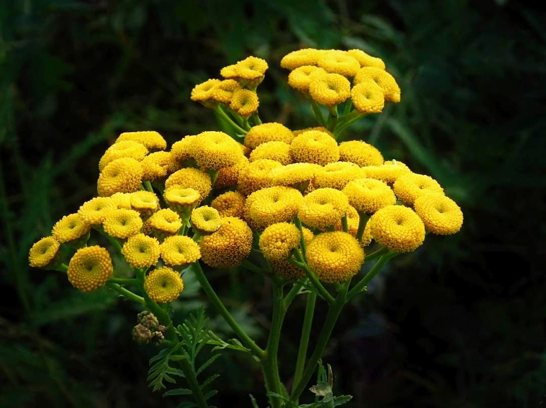 GOLDEN BUTTONS