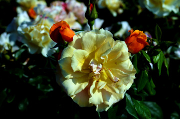 BLÜTEN