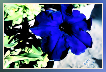 Blue Petunia 