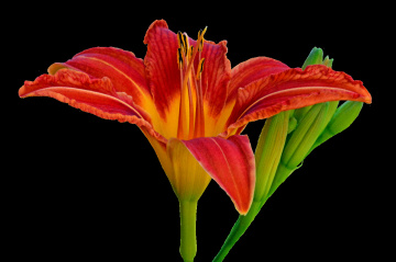 BLÜTE