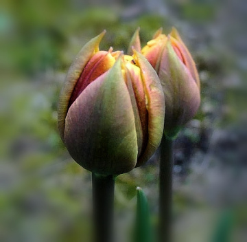 SPRING TULIPS