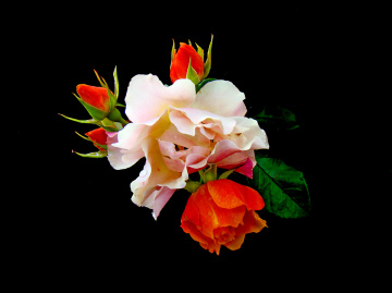 BLÜTEN