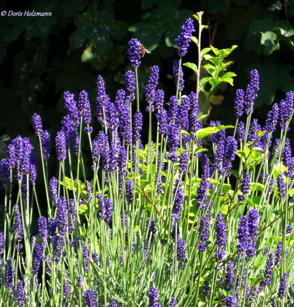 Lavender