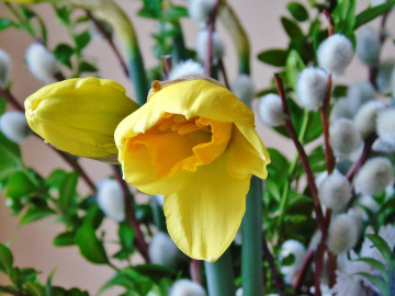 JONQUILS AND WILLOW 