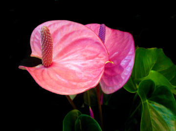 BLÜTEN