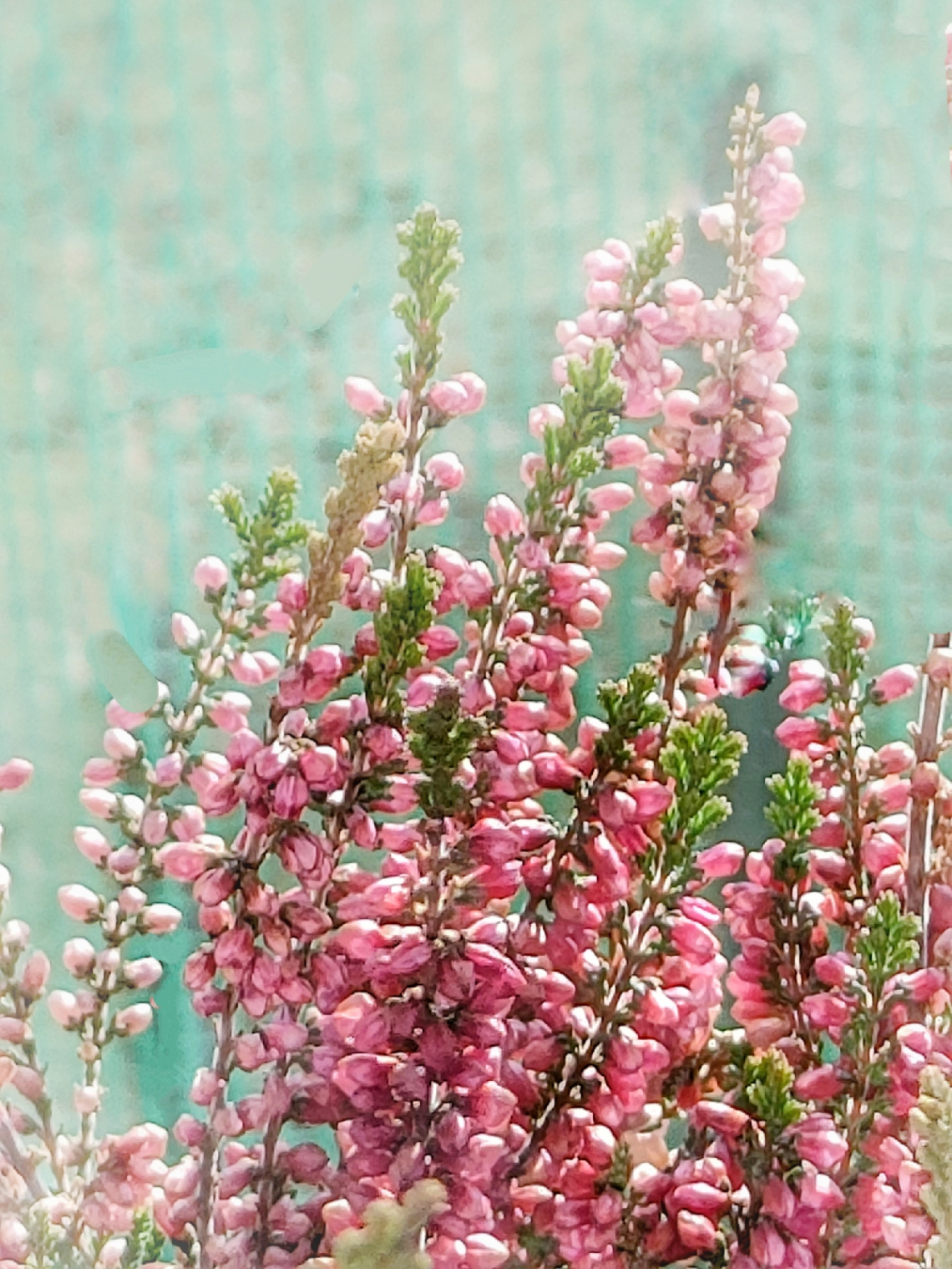 HEATHER 