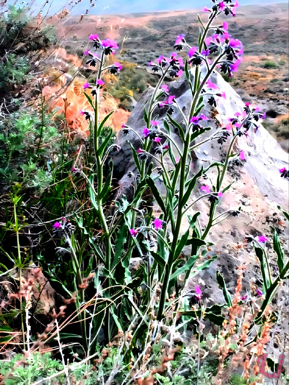 Wild Spring 