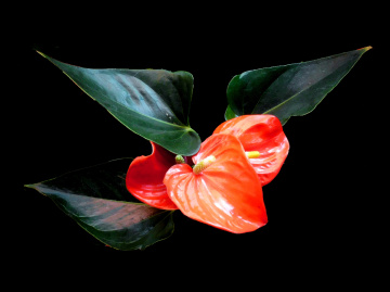 BLÜTEN