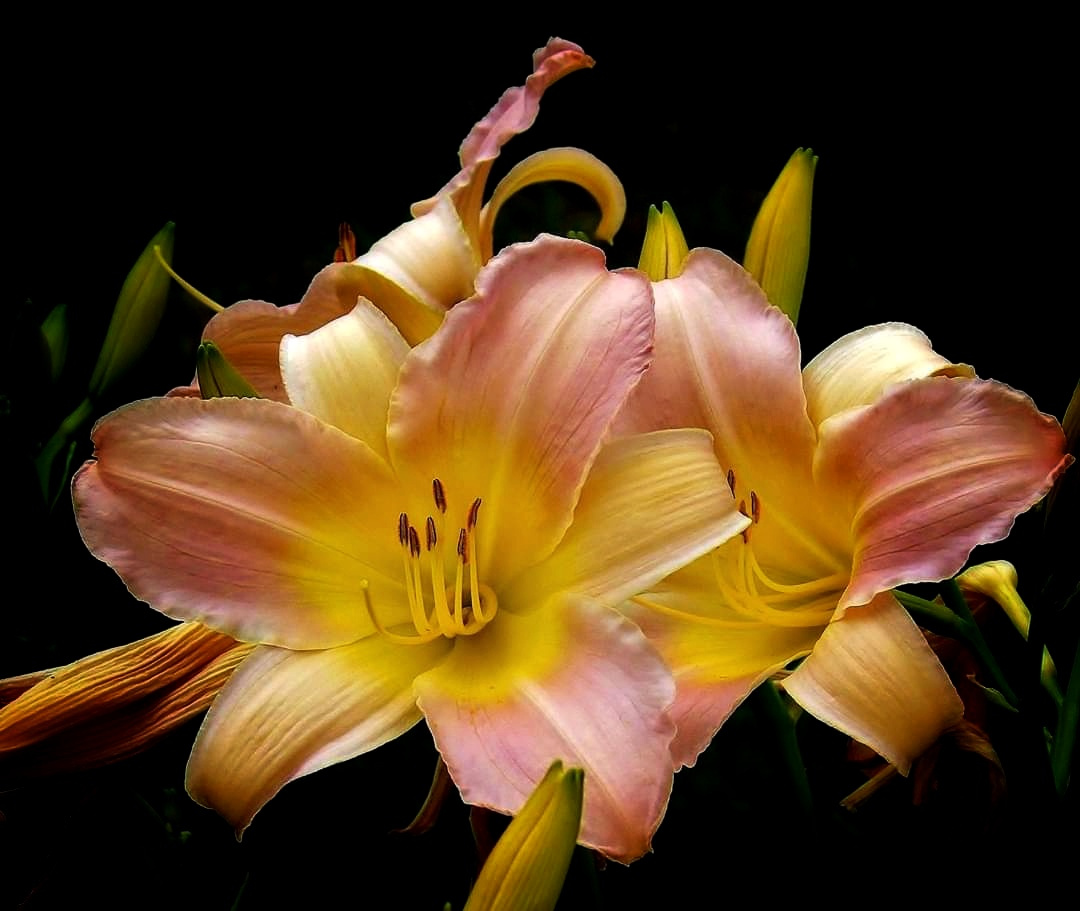 LILIES
