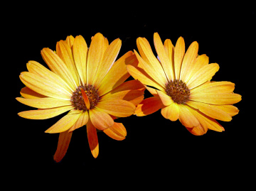 BLÜTEN