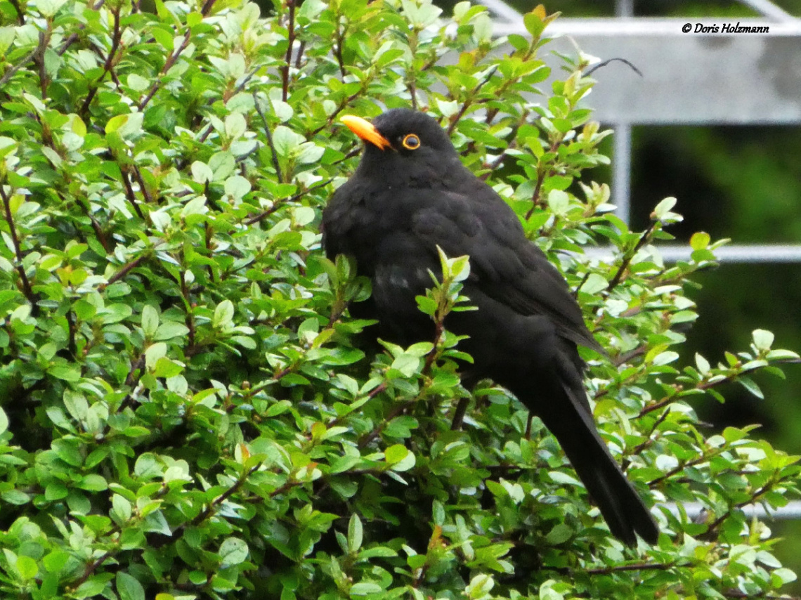 Blackbird