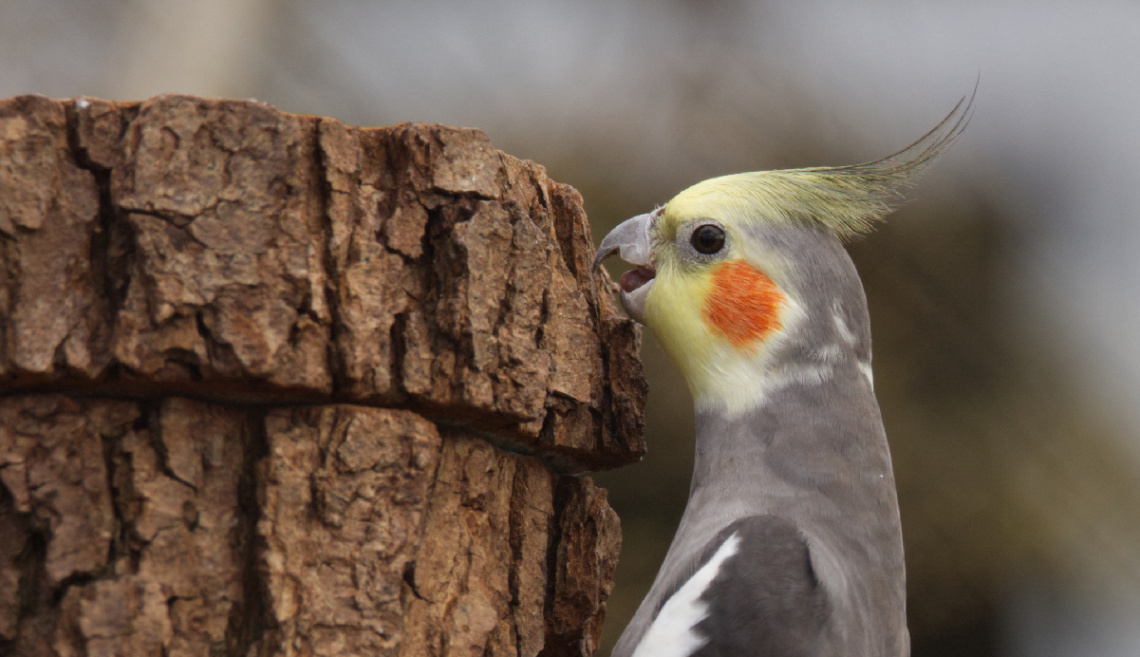 Nymfeparakit i Kbh Zoo - April 2023.