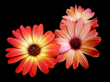 BLÜTEN