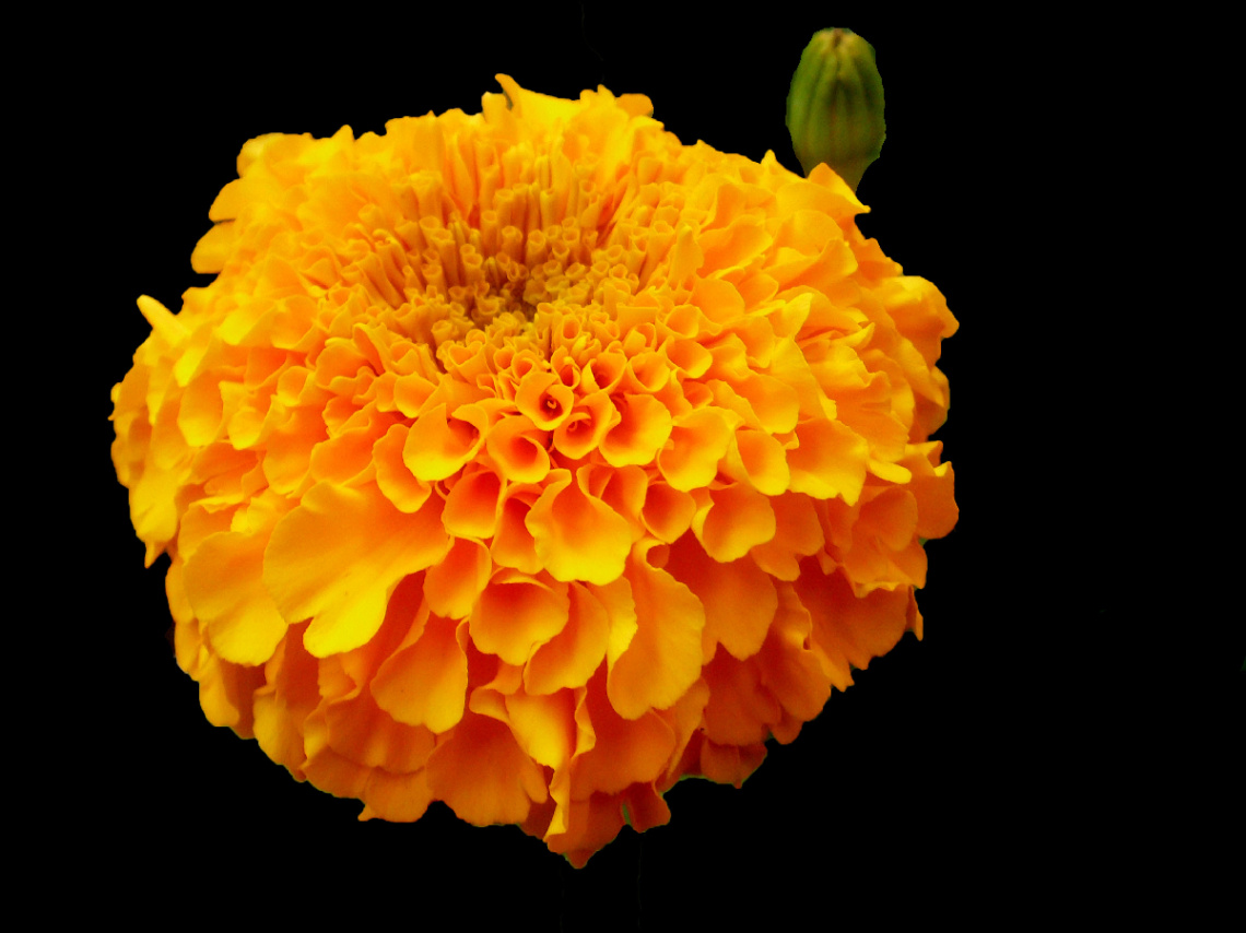 BLÜTE
