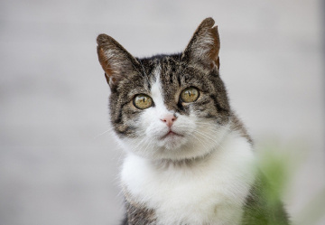 Kedi Bakışları