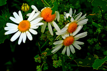 BLÜTEN