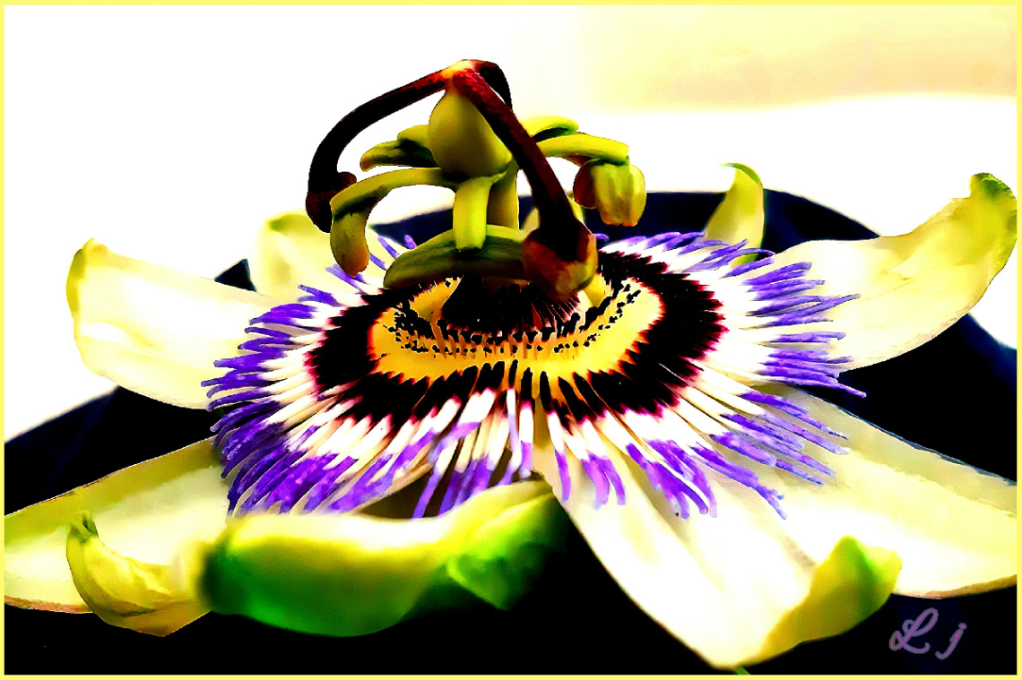 Passion Flower ❤️⚜❤️