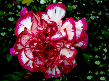 BLÜTE