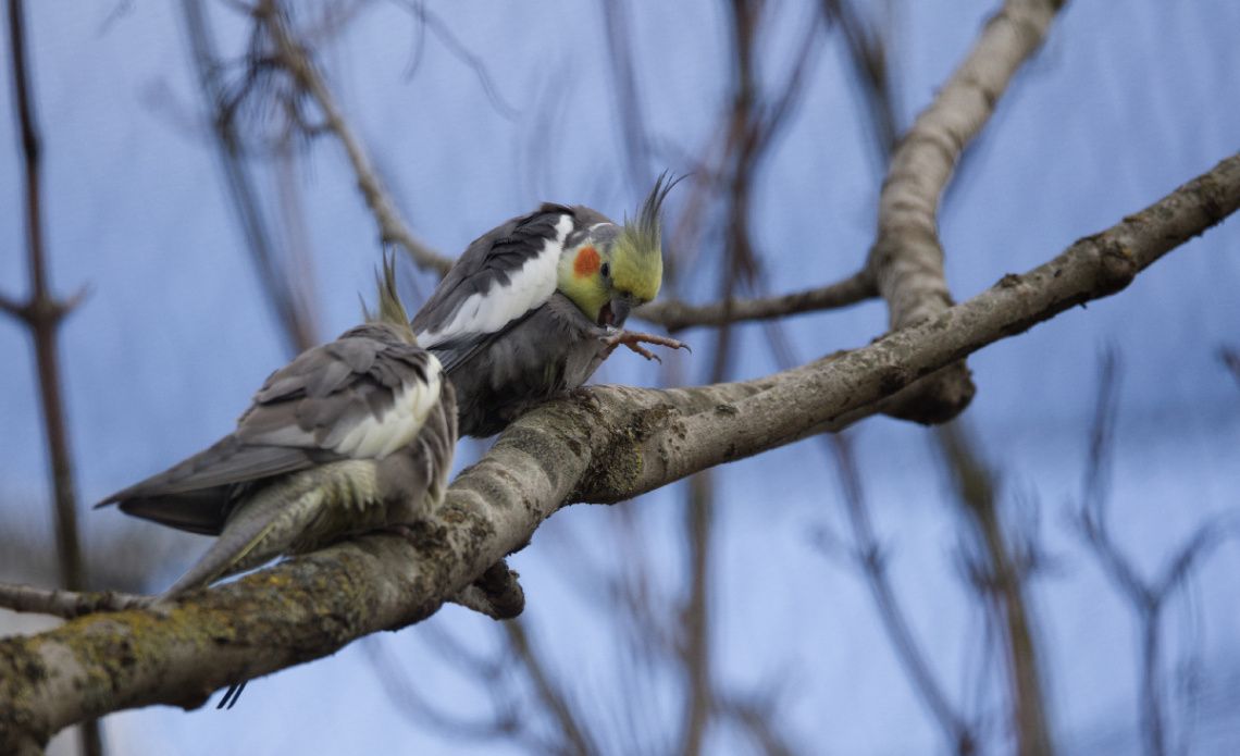 Nymfeparakitpar i Kbh Zoo - April 2023.