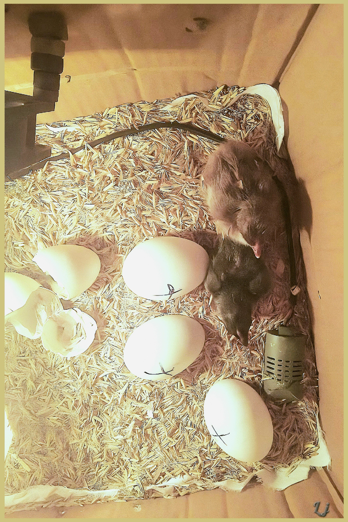 Hatchlings in aviary