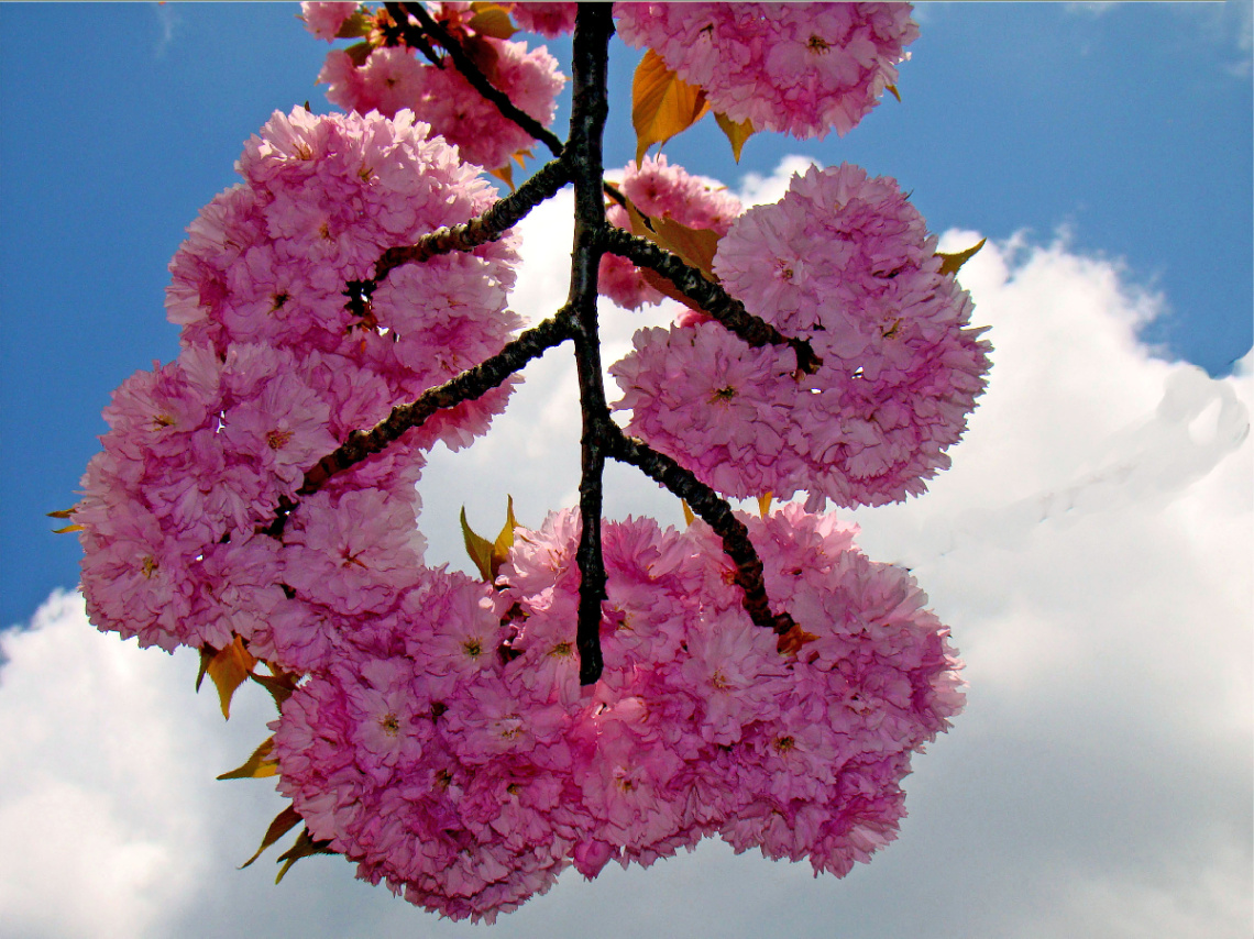 BLÜTEN
