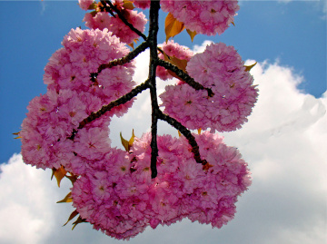 BLÜTEN